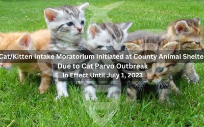Cat/Kitten Intake Moratorium  Initiated at County Animal Shelter  Due to Cat Parvo Outbreak  In Effect Until July 1, 2023